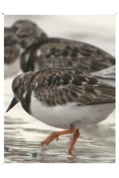 自然奇境第二季