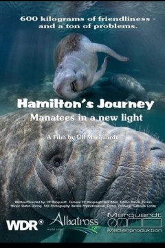 汉密尔顿的旅程：新视角下的海牛