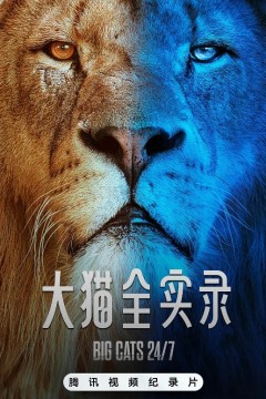 大猫全实录