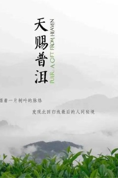 天赐普洱