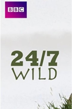 全天候野生动物追踪