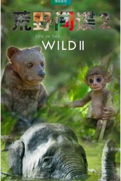 荒野间谍第二季