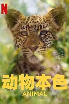 动物本色第二季2022