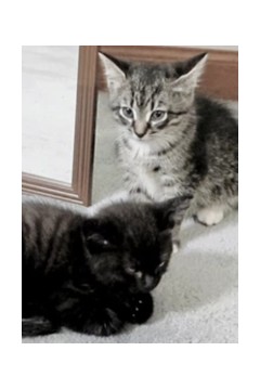 纪录片：萌宠记