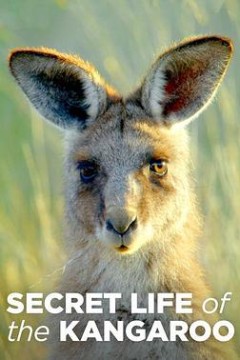 袋鼠的秘密生活第一季