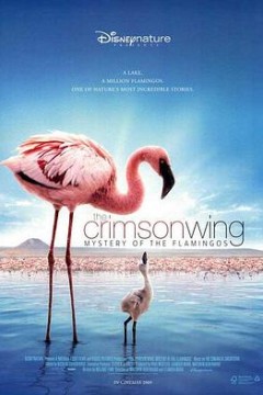 红色翅膀：火烈鸟故事